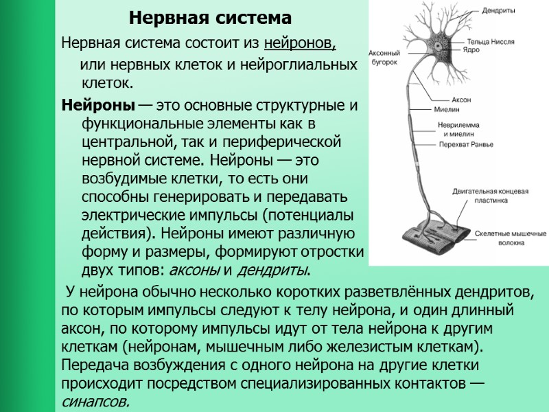 Нервная система  Нервная система состоит из нейронов,      или